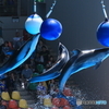 カマイルカのジャンプ