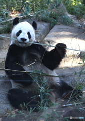 リーリー君in恩賜上野動物園