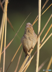 初めましてアリスイさんⅢ