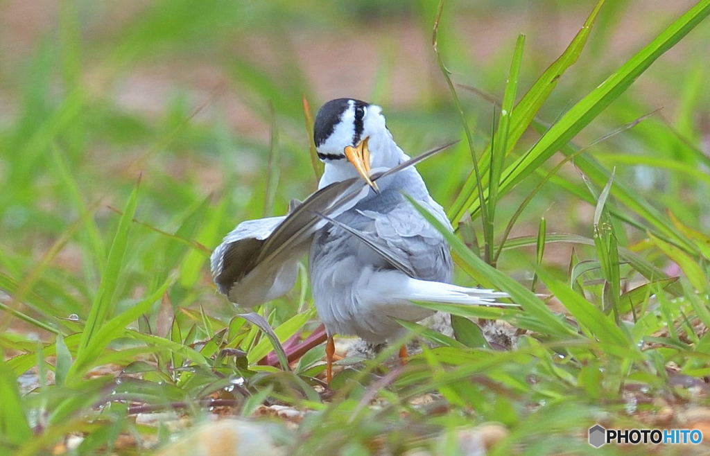 羽繕い