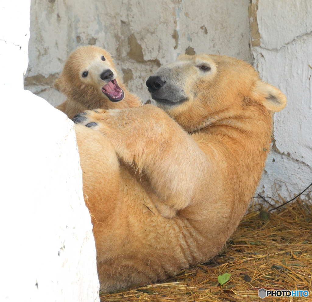 シロクマの母娘⑮