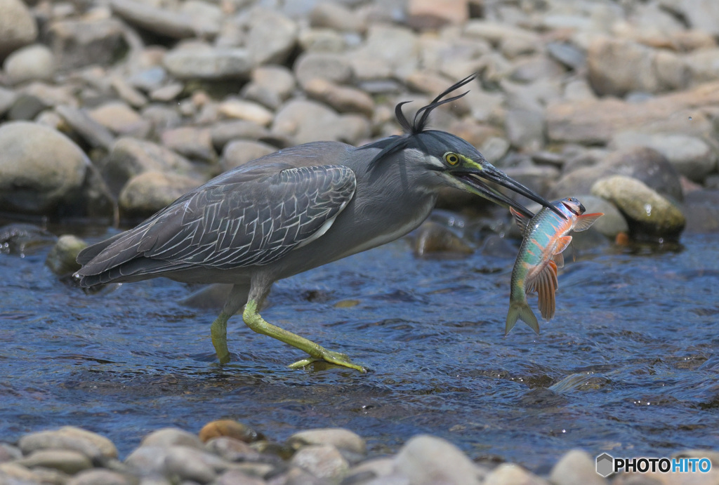 ササゴイにオイカワ2024