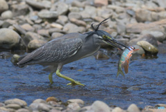ササゴイにオイカワ2024