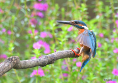 花とカワセミ