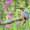 花とカワセミ