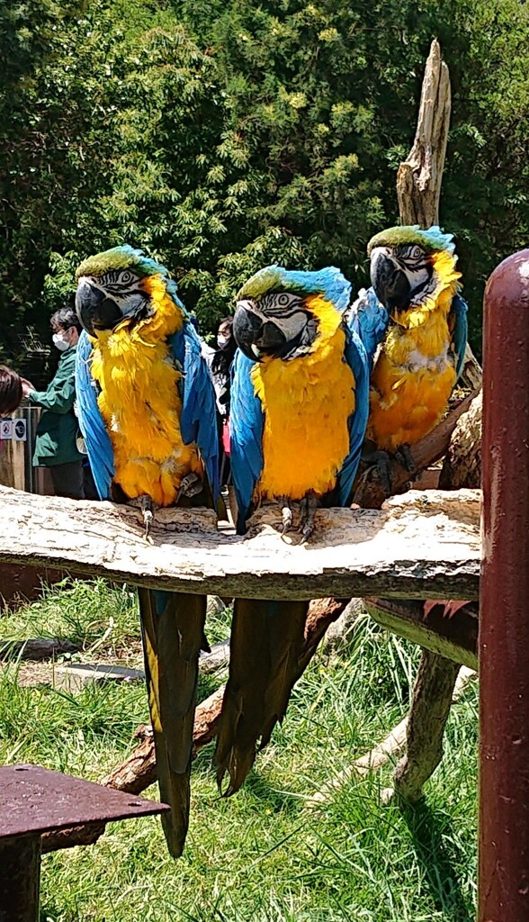 ルリコンゴウインコ