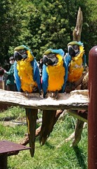 ルリコンゴウインコ