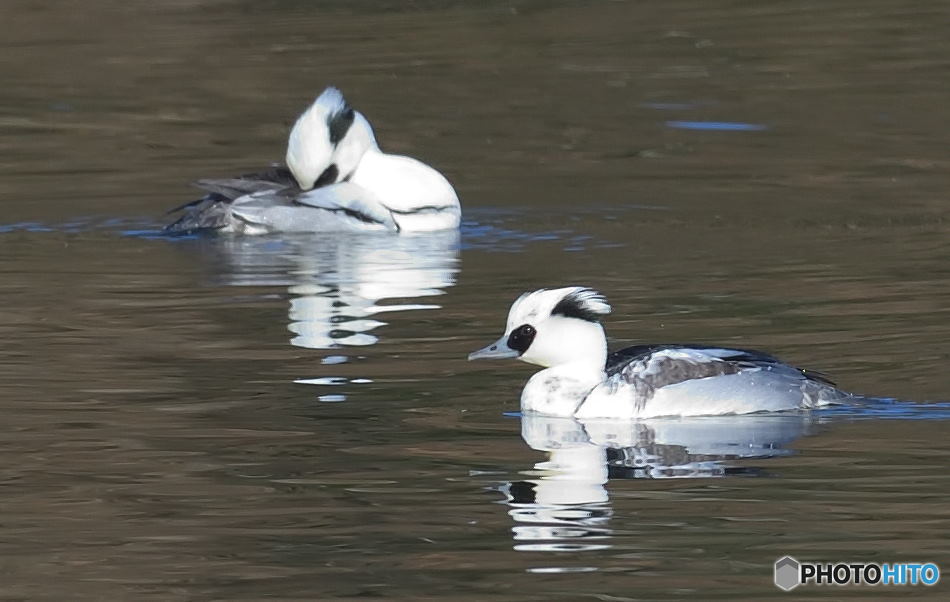 遠くのミコアイサ