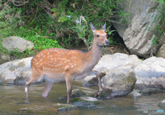 川に鹿