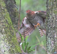 ツツドリ赤2022②