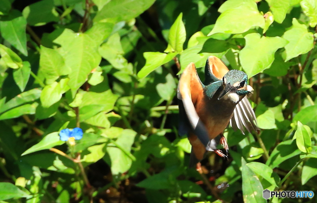 ホバからの方向転換