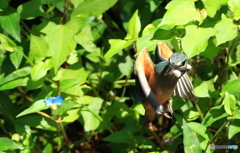 ホバからの方向転換 ホバからの方向転換