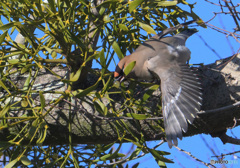 採食中のキレンジャク