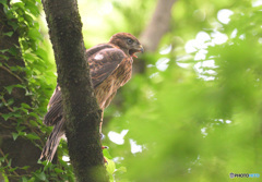 オオタカの幼鳥④