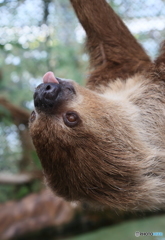 ナマケモノのてへぺろ