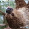 ナマケモノのてへぺろ