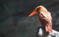 上野のアカショウビンⅡ