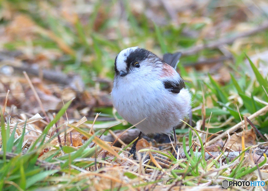 カメラ目線のエナガ君