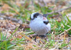 カメラ目線のエナガ君