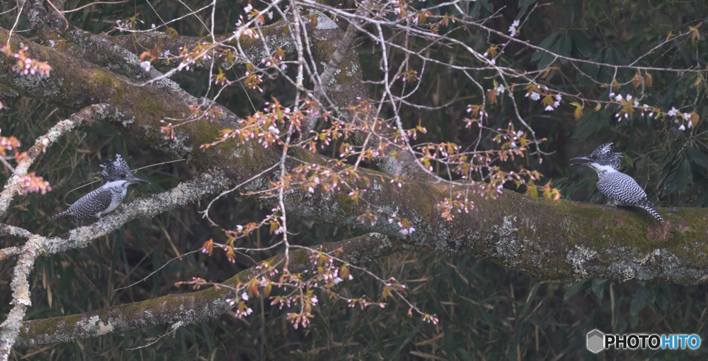 山桜で逢引きⅡ