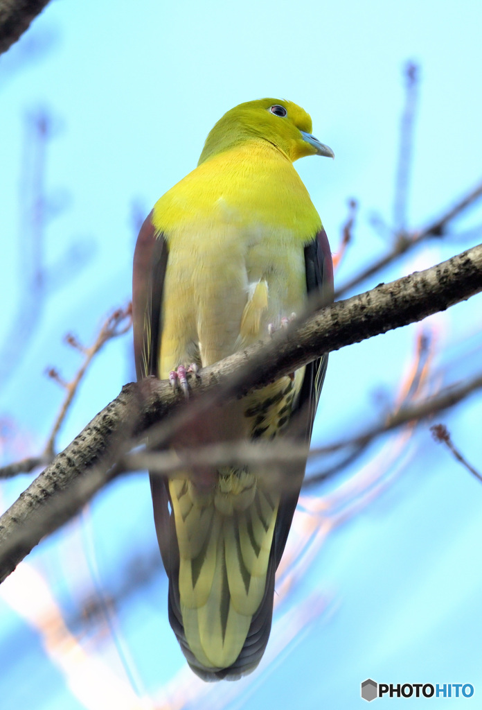 本日のアオバト