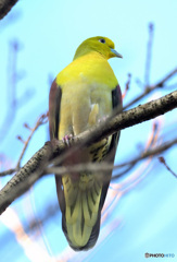 本日のアオバト