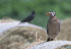 初めてのカンムリワシ