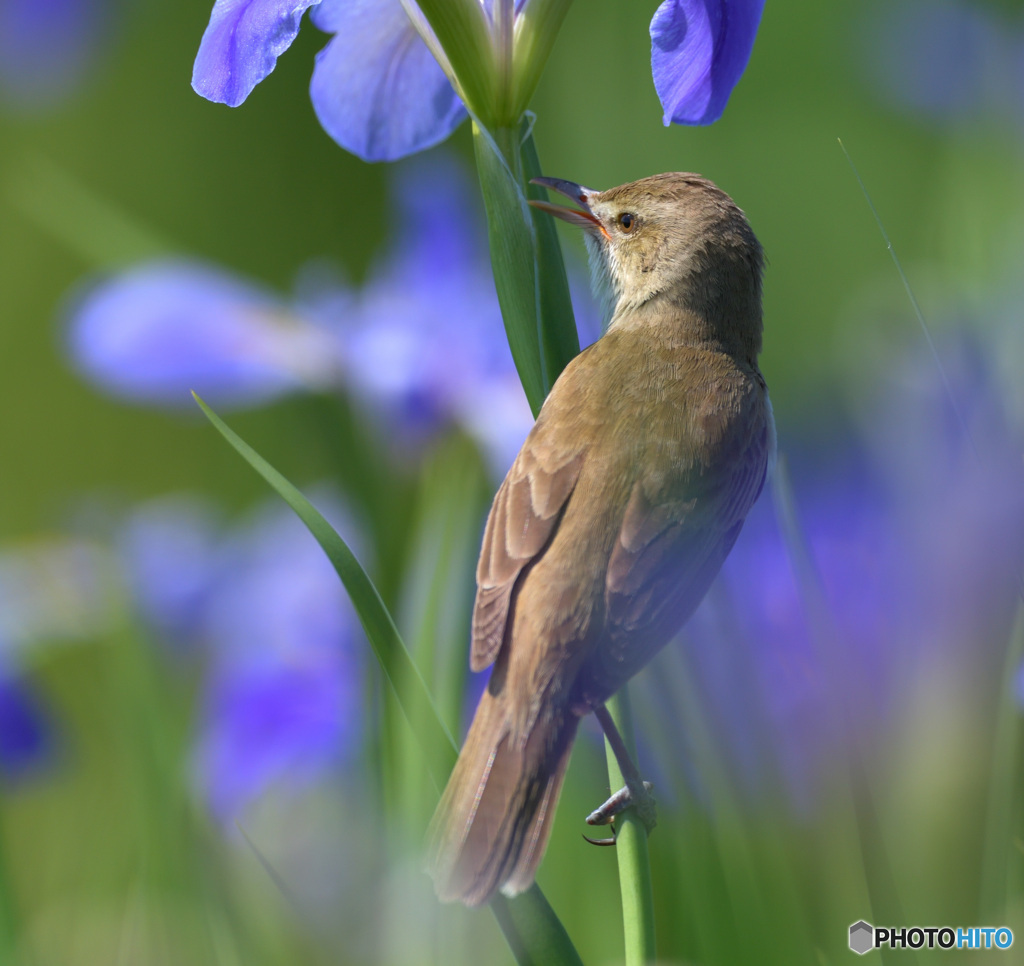 花菖蒲にオオヨシキリ⑮