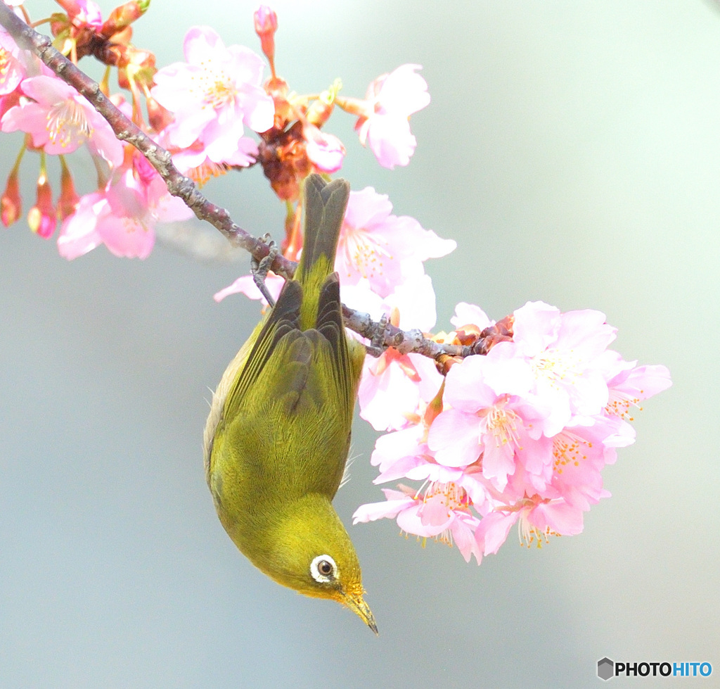 河津桜にメジロⅤ