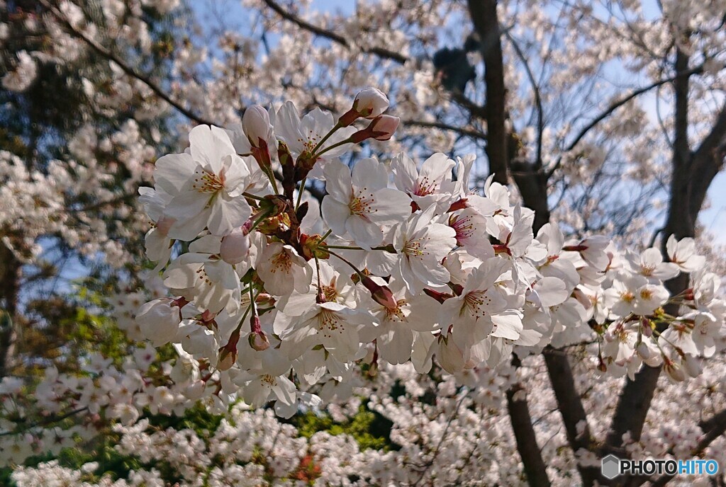 ソメイヨシノ満開