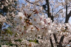 ソメイヨシノ満開