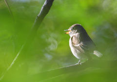 コサメビタキ？？