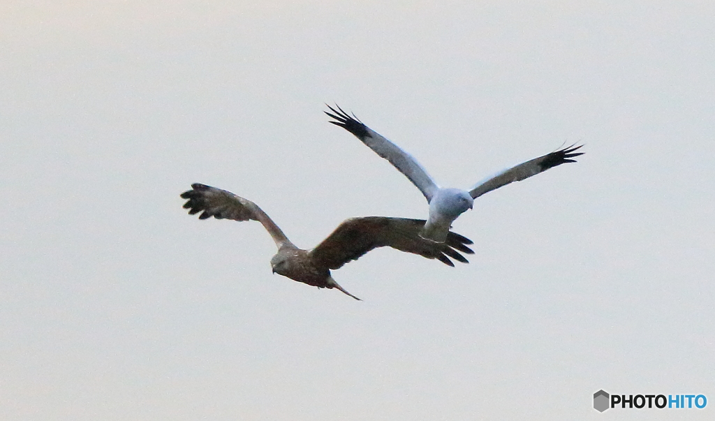 ダブルハイチュウ２