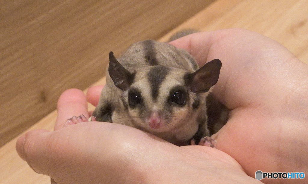 手乗りモモンガちゃん