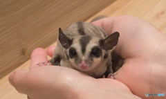 手乗りモモンガちゃん