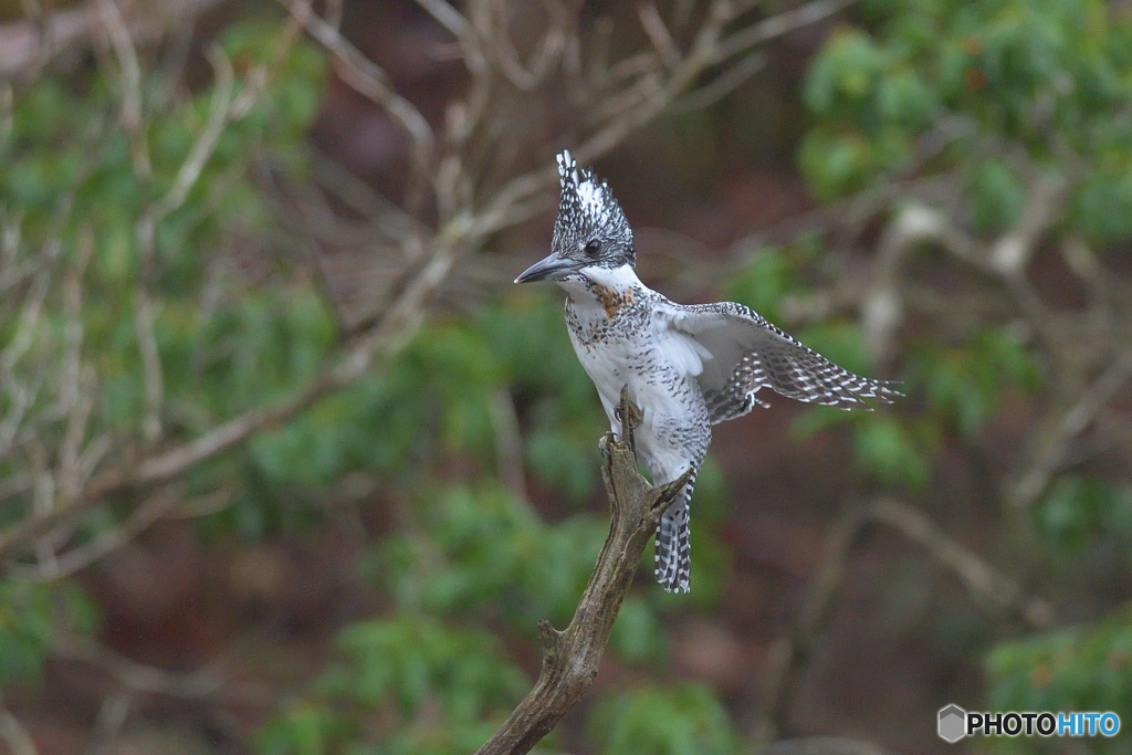 羽根を伸ばすヤマセミ