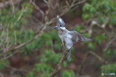 羽根を伸ばすヤマセミ 羽根を伸ばすヤマセミ