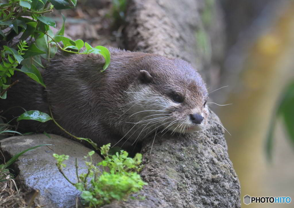 上野のコツメカワウソ