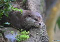 上野のコツメカワウソ