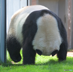 ぐったりパンダ