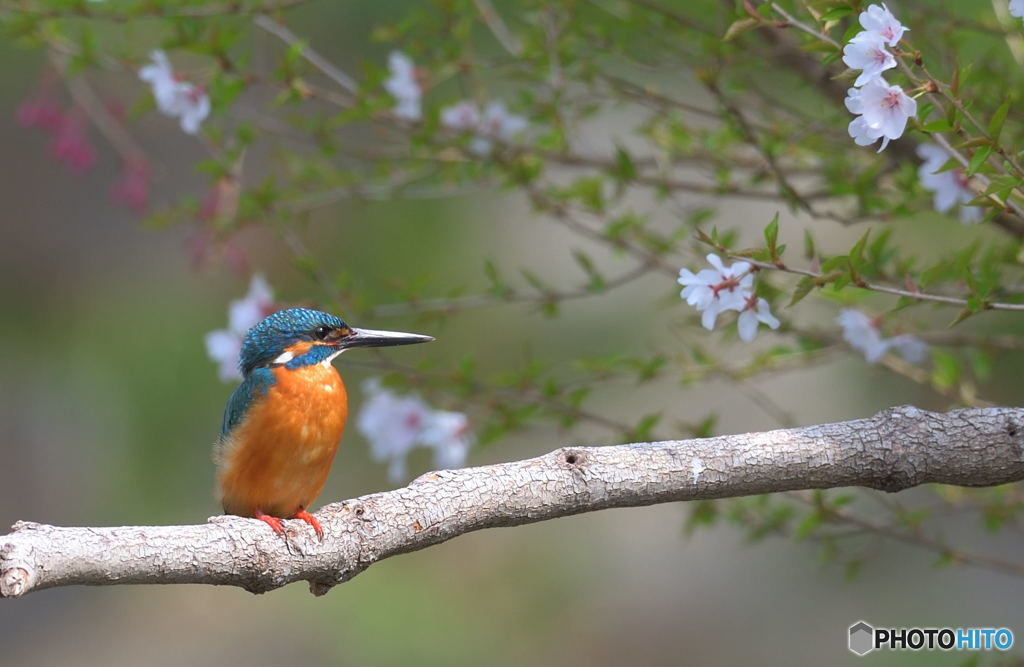 お花見カワちゃん
