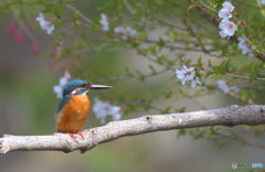 お花見カワちゃん