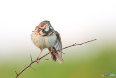 羽根を伸ばすホオアカさん