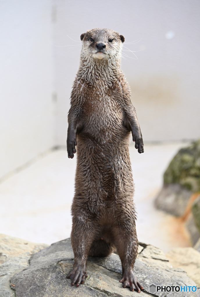 真っ直ぐな眼差し