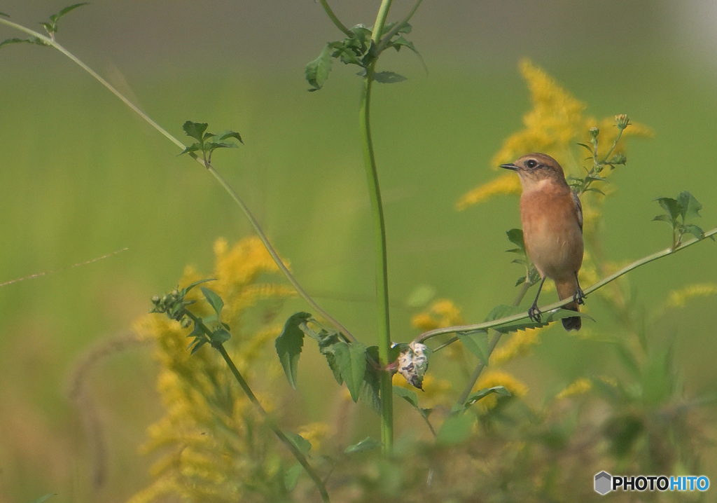 セイタカアワダチソウにノビタキ