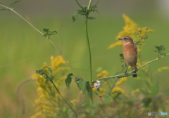 セイタカアワダチソウにノビタキ セイタカアワダチソウにノビタキ