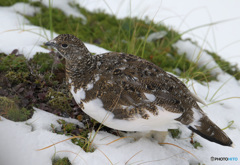 若♀雷鳥⑨