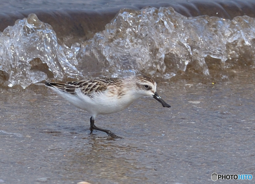 初めてのヘラシギⅣ