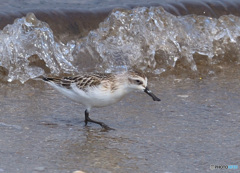 初めてのヘラシギⅣ