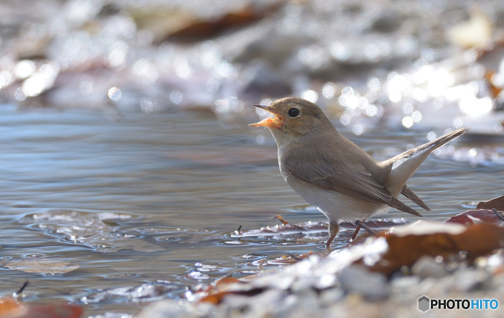 本日のニシオジロビタキ